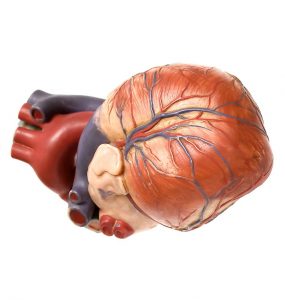 NICE approves first treatment for obstructive HCM for NHS use